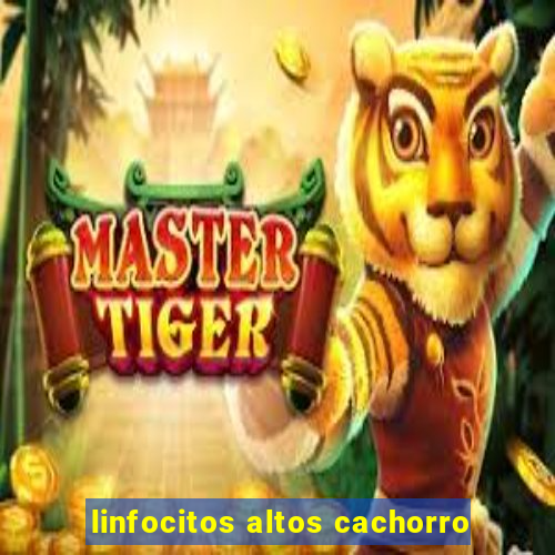 linfocitos altos cachorro